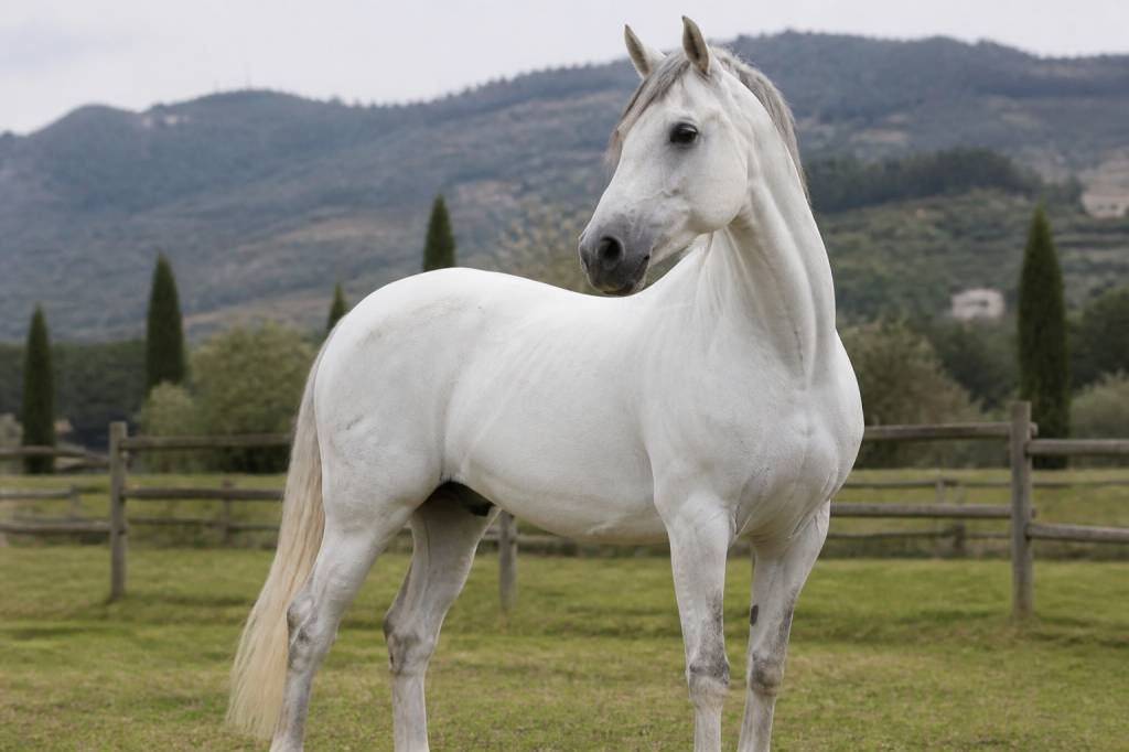 Chevaux italien : races, caractéristiques et conseils pour bien les choisir