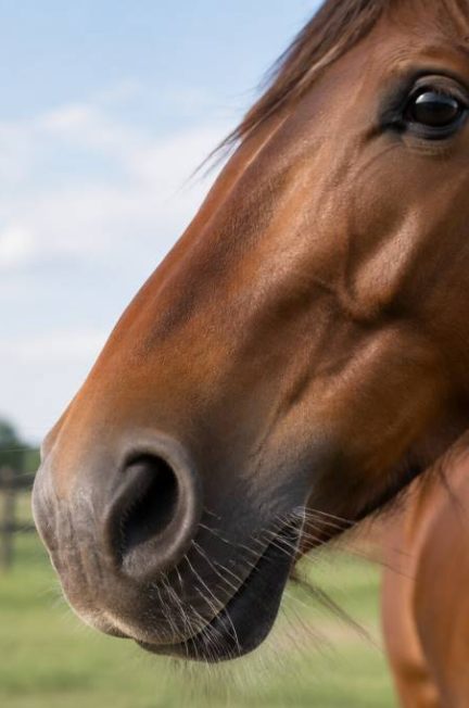 Vibrisses cheval : rôle, fonctions et conseils d’entretien