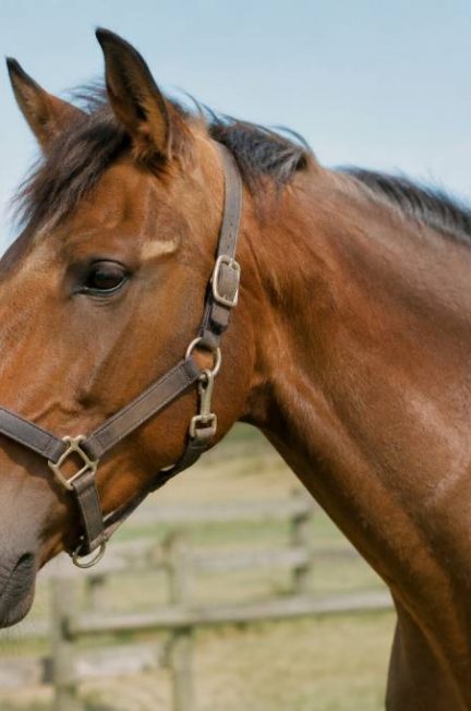 Ganglions cheval : causes, symptômes et traitements à connaître