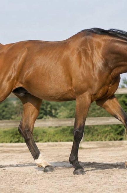 Cheval panard : causes, conséquences et solutions pour améliorer sa locomotion
