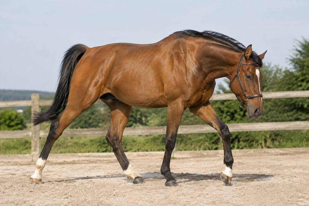 Cheval panard : causes, conséquences et solutions pour améliorer sa locomotion