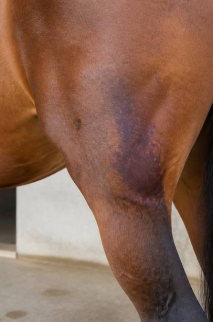 Hématome cheval : causes, symptômes et traitements efficaces