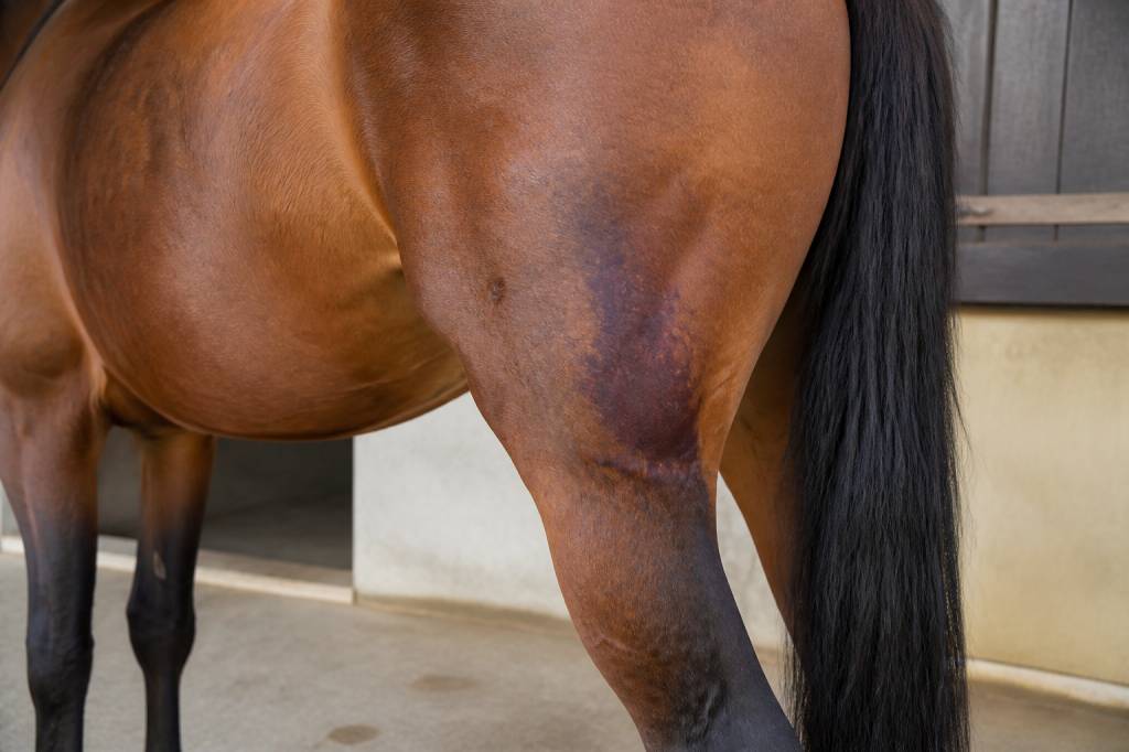 Hématome cheval : causes, symptômes et traitements efficaces