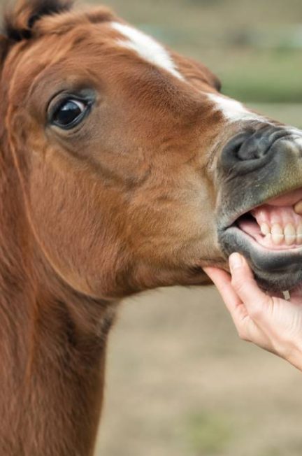 Dents de lait cheval : comprendre leur évolution et les soins essentiels