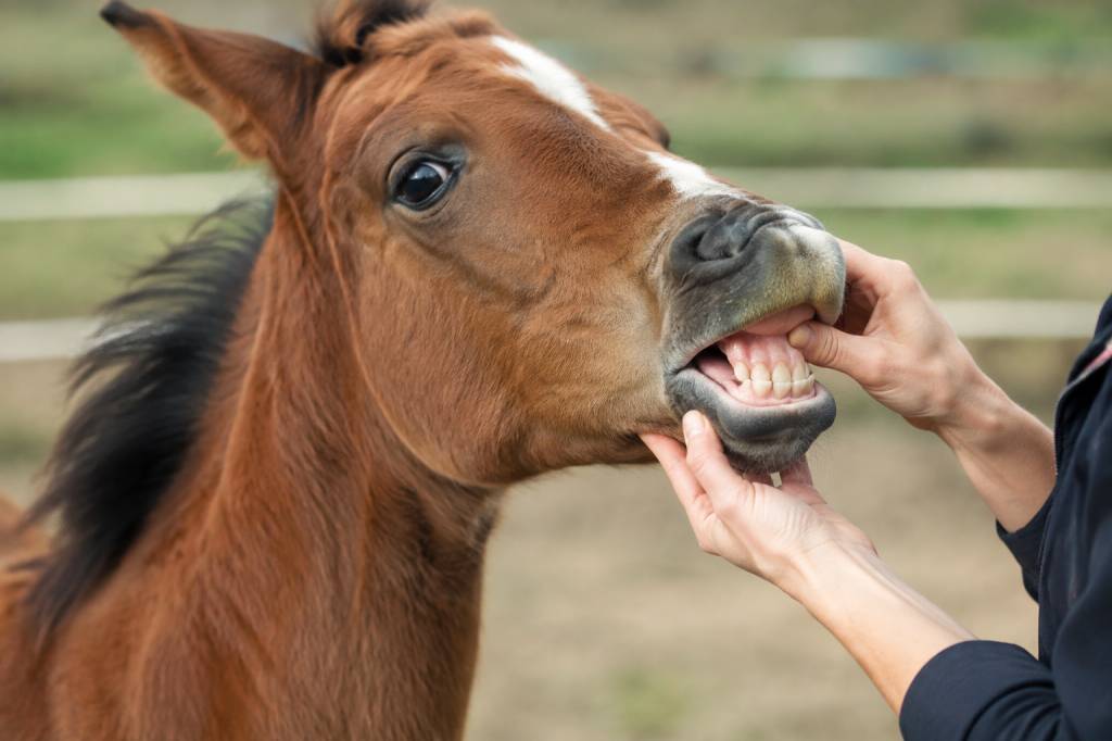 Dents de lait cheval : comprendre leur évolution et les soins essentiels