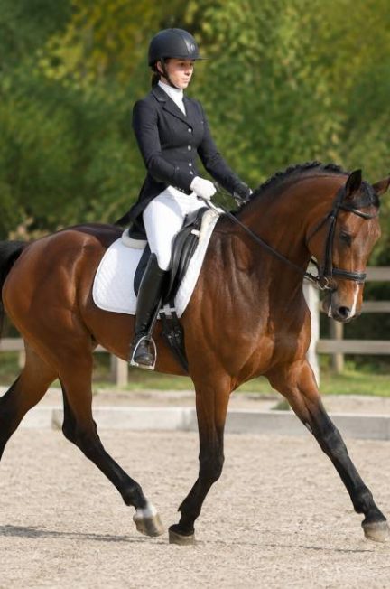 Ligne courbe équitation : maîtriser cette figure de dressage à cheval