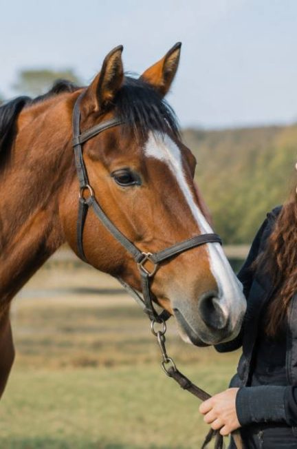 Chevaux pas cher : comment trouver un cheval adapté à son budget ?