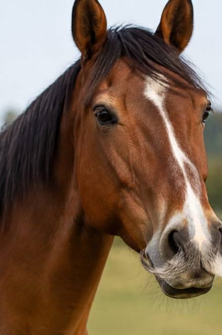Cheval à moustache : pourquoi certains chevaux en portent une et comment en prendre soin