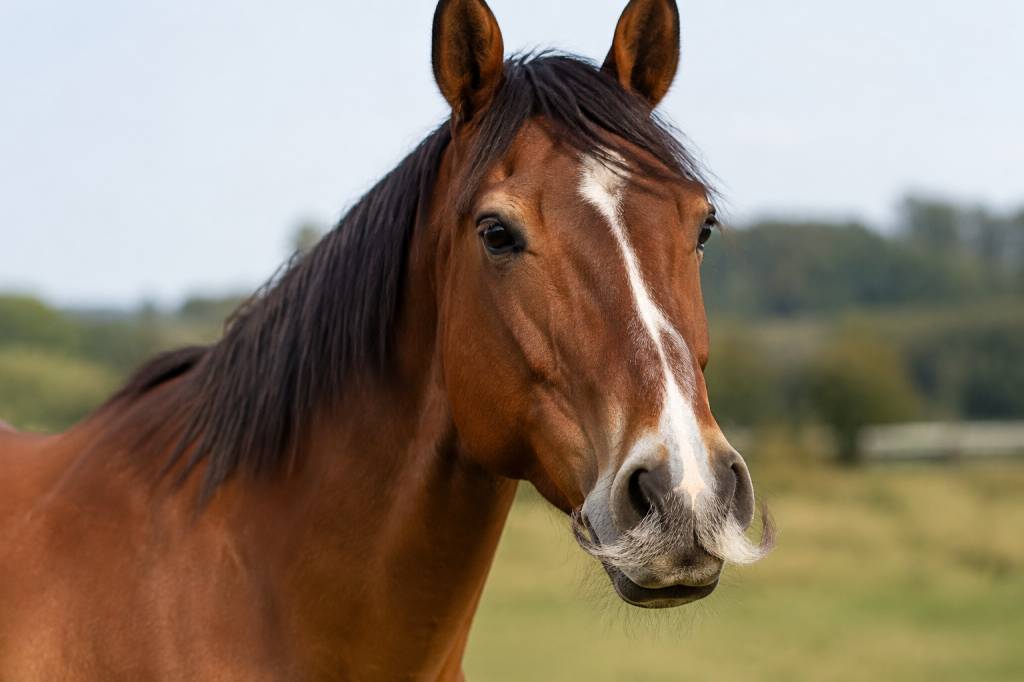 Cheval à moustache : pourquoi certains chevaux en portent une et comment en prendre soin