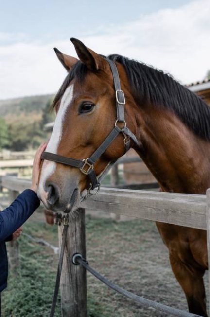 Confiage chevaux : les étapes à connaître pour confier un cheval en toute sérénité