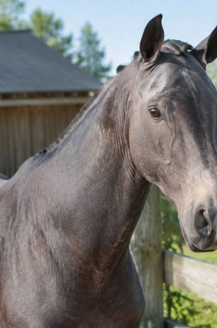 Cheval sans poil : causes, soins et conseils pour protéger sa peau