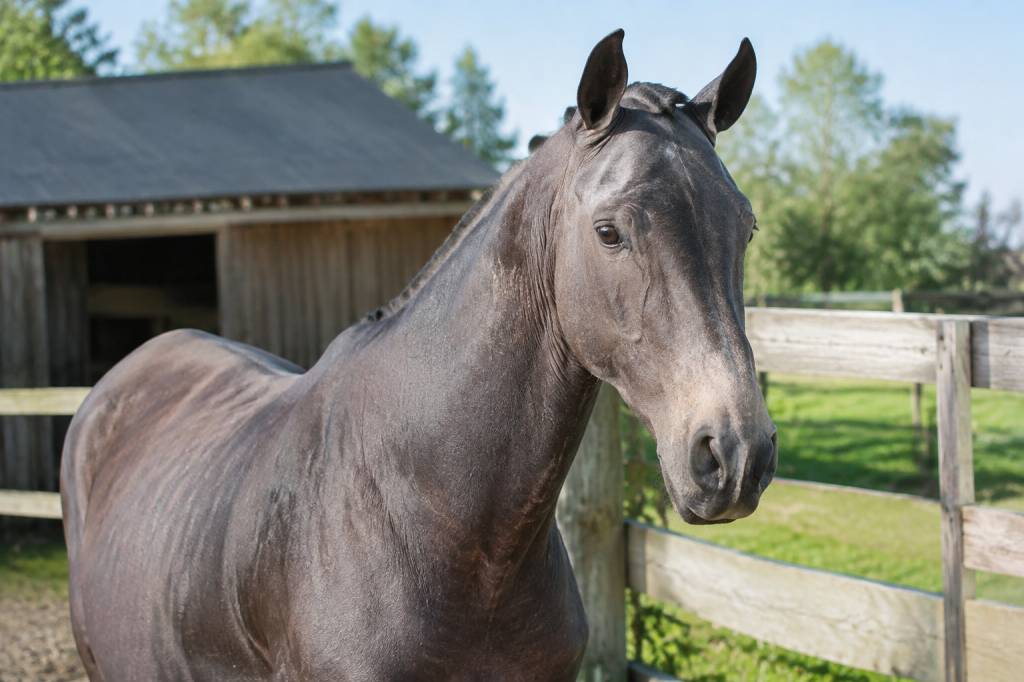 Cheval sans poil : causes, soins et conseils pour protéger sa peau