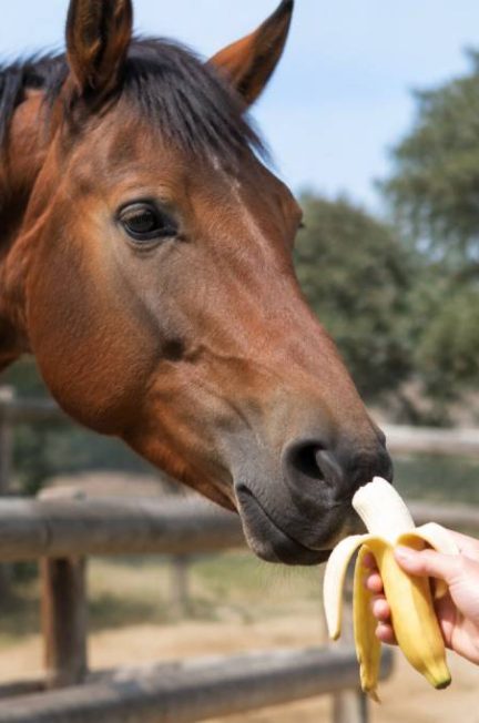 Banane pour cheval : peut-il en manger sans risque ?