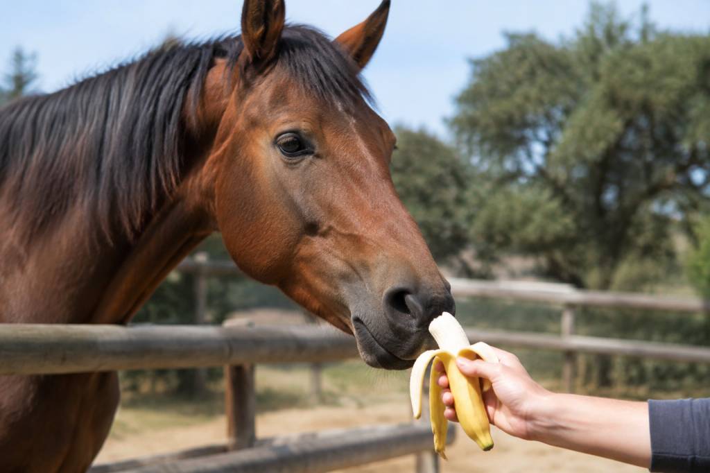 Banane pour cheval : peut-il en manger sans risque ?