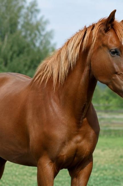 Alezan brûlé crin lavé : caractéristiques et soins de cette robe du cheval