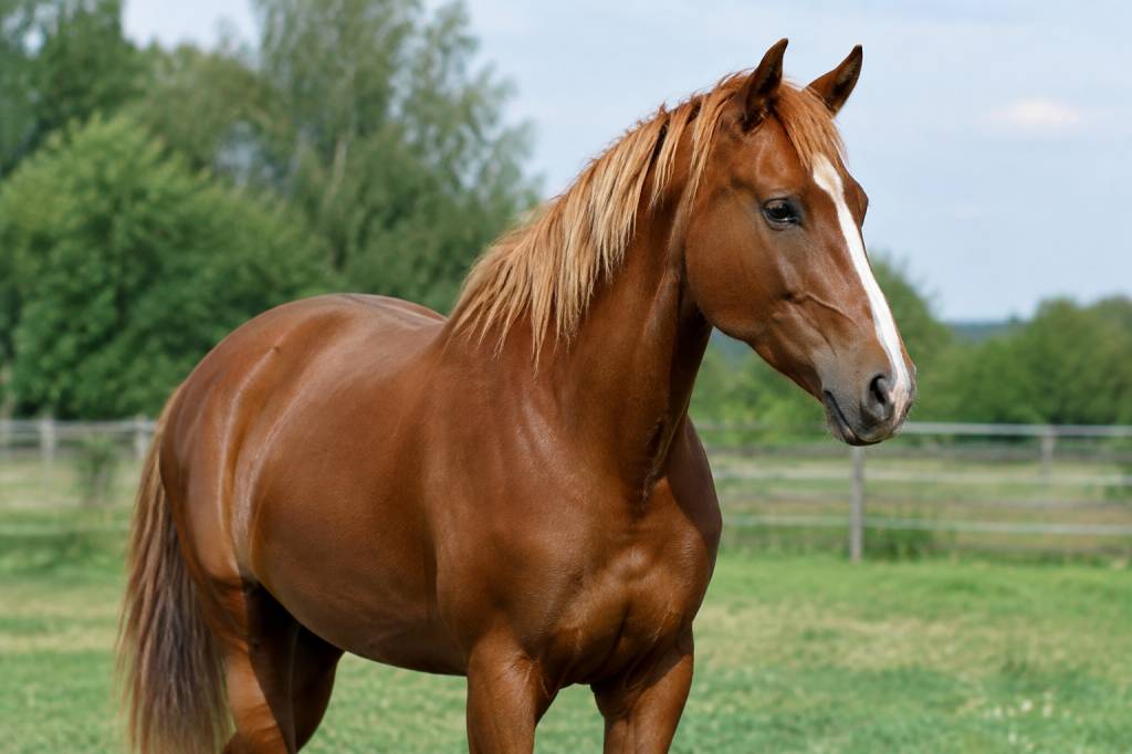 Alezan brûlé crin lavé : caractéristiques et soins de cette robe du cheval
