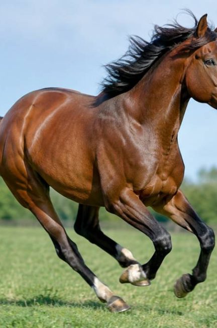 Cheval vitesse max : quelle est la vitesse maximale d’un cheval ?