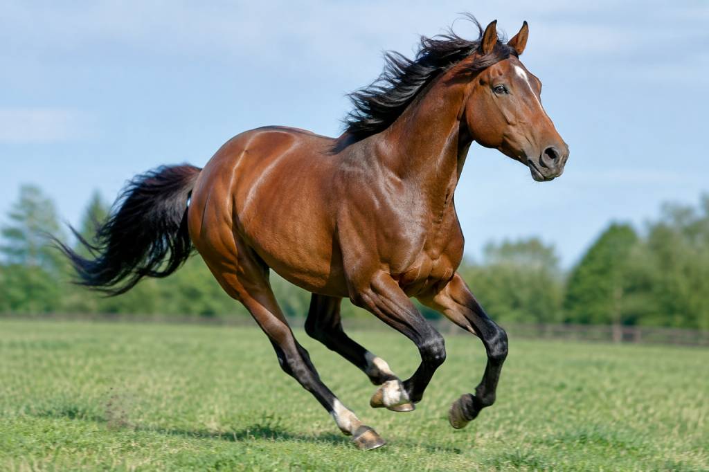 Cheval vitesse max : quelle est la vitesse maximale d’un cheval ?