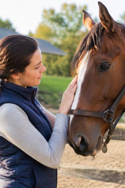 Cheval à vendre pas cher ou à donner : comment trouver la bonne annonce