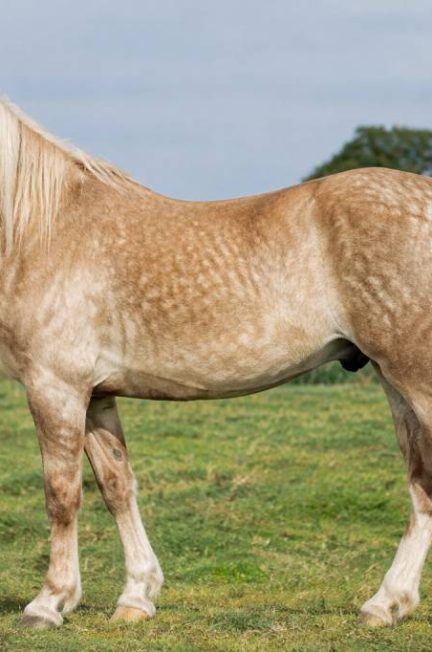 Cheval isabelle pommelé : caractéristiques, robe et entretien