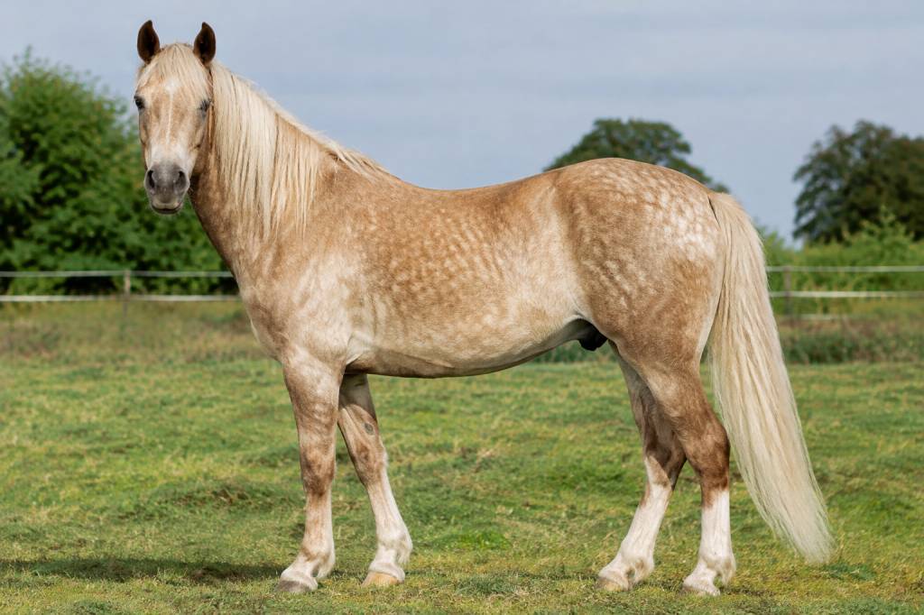 Cheval isabelle pommelé : caractéristiques, robe et entretien