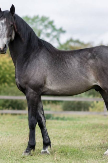 Cheval smoky black : comprendre cette robe rare et ses caractéristiques