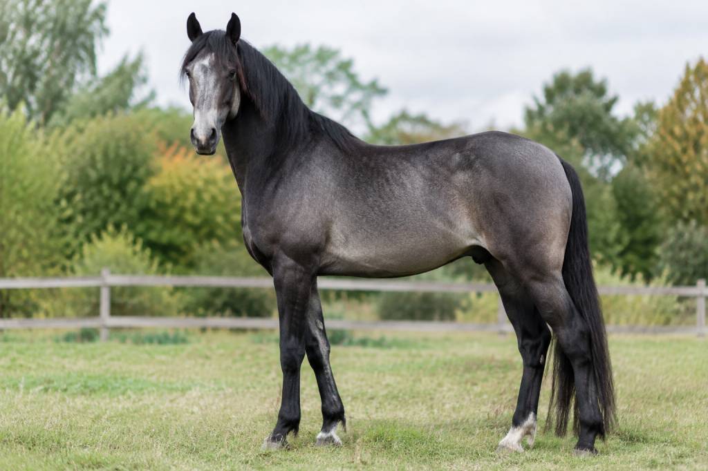 Cheval smoky black : comprendre cette robe rare et ses caractéristiques