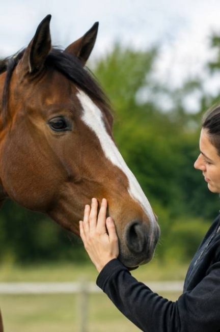 Communication animale : avis, méthodes et limites pour mieux comprendre son cheval