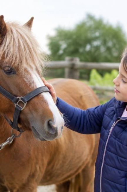 Acheter un poney : prix, démarches et conseils pour bien choisir