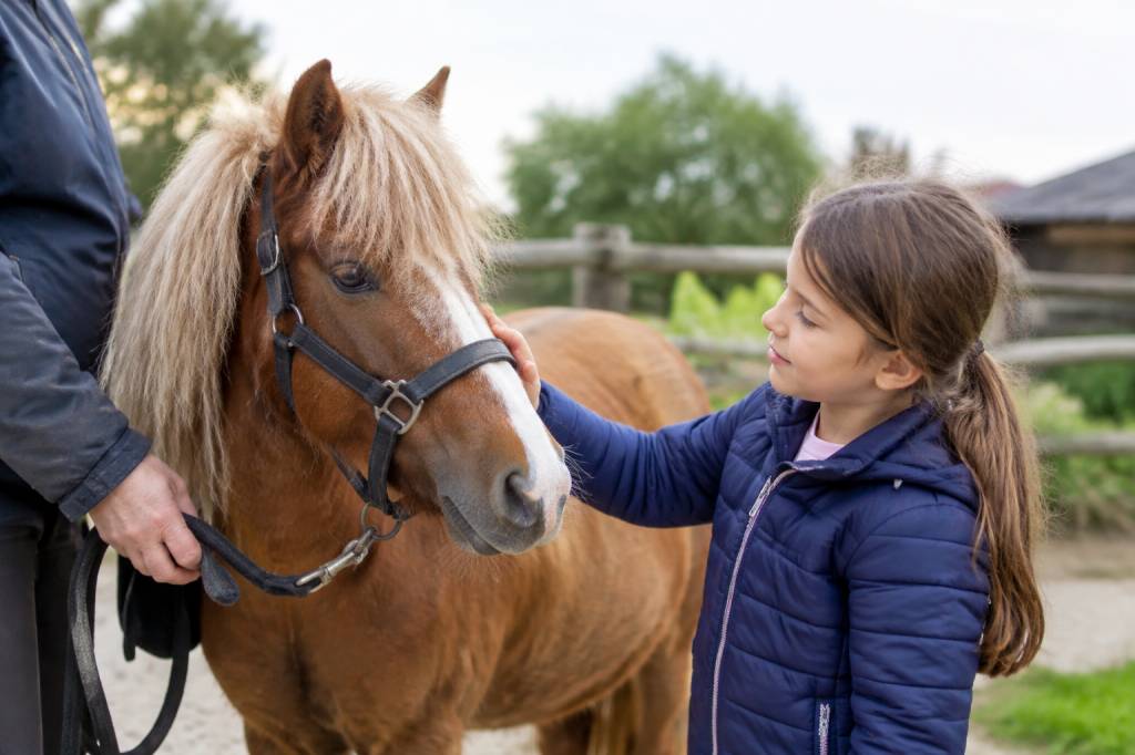 Acheter un poney : prix, démarches et conseils pour bien choisir