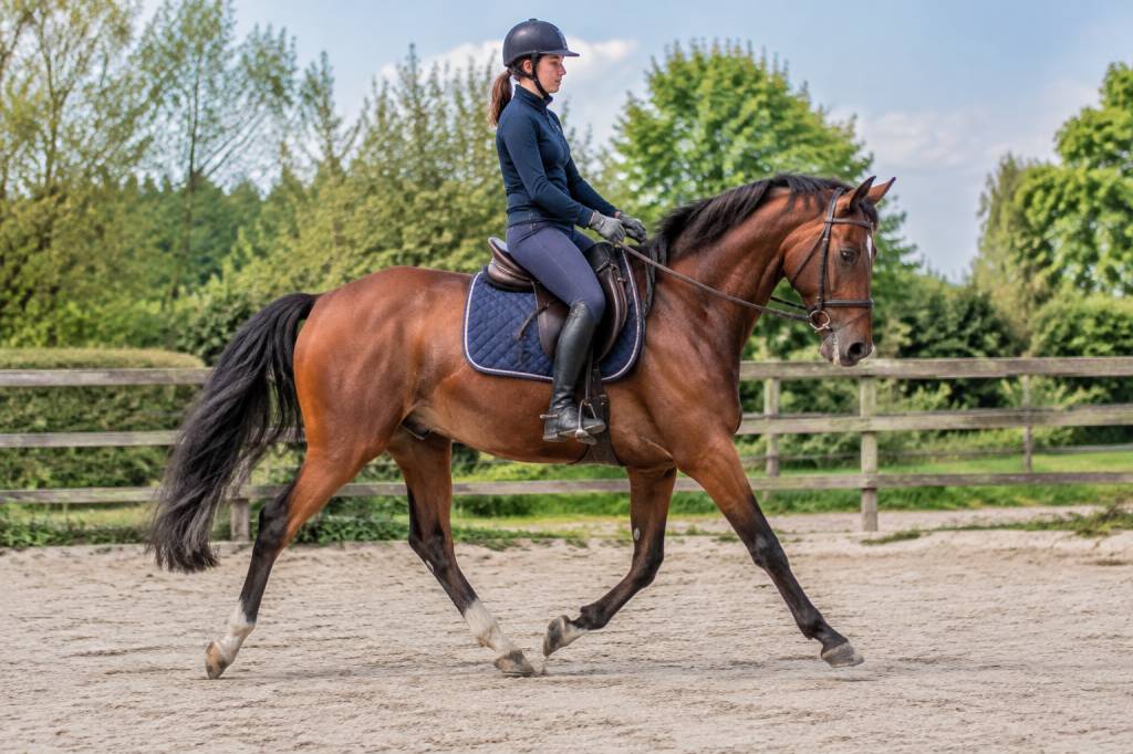 Cheval qui trotte : comprendre son allure et améliorer son travail au trot