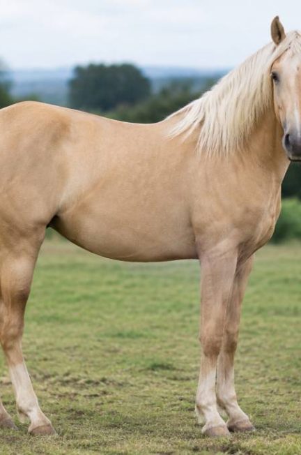 Cheval café au lait : origine, caractéristiques et particularités de cette robe