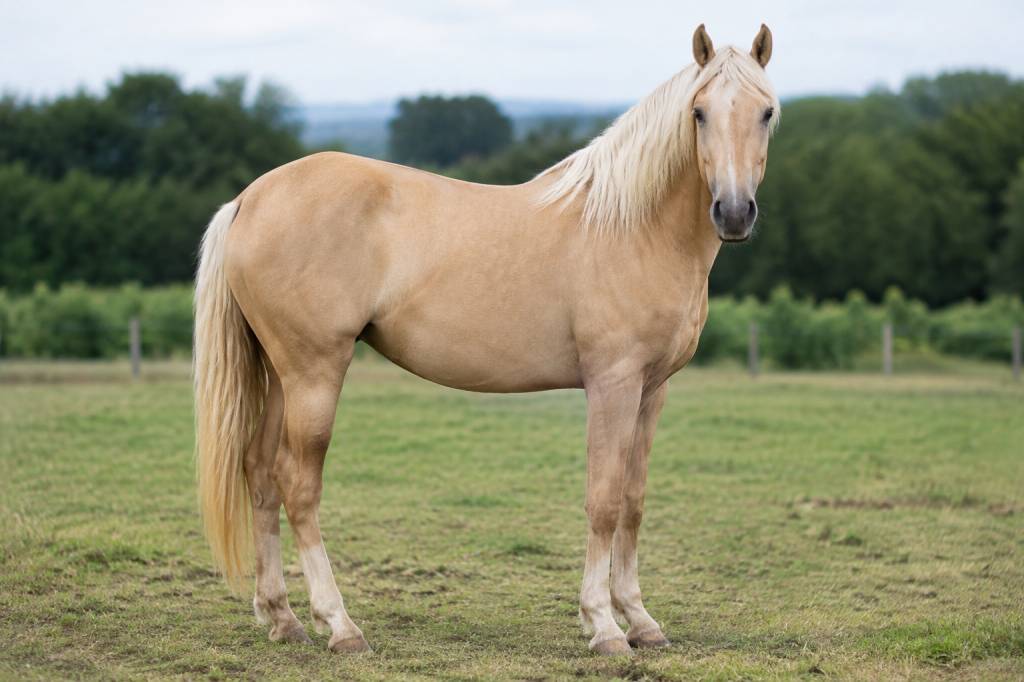 Cheval café au lait : origine, caractéristiques et particularités de cette robe