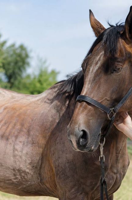 Cheval sans poils : causes, soins et solutions pour protéger sa peau