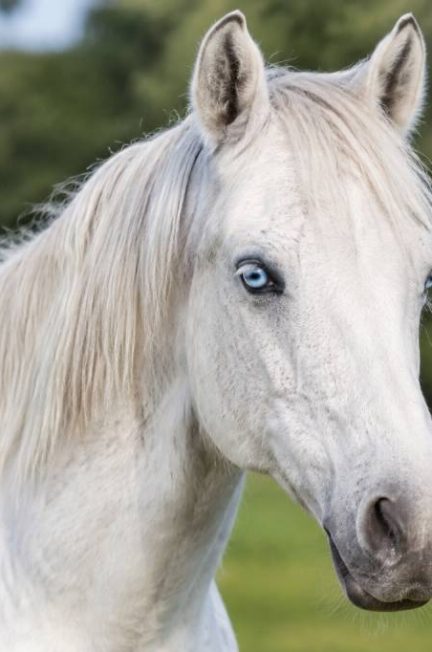 Cheval aux yeux bleus : origine, particularités et soins spécifiques