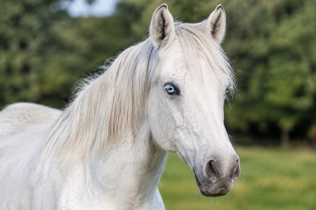 Cheval aux yeux bleus : origine, particularités et soins spécifiques