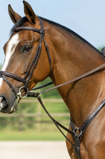 À quoi sert une martingale : rôle et utilisation en équitation