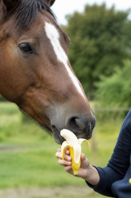 Banane pour chevaux : bienfaits, précautions et conseils pour la donner à votre cheval
