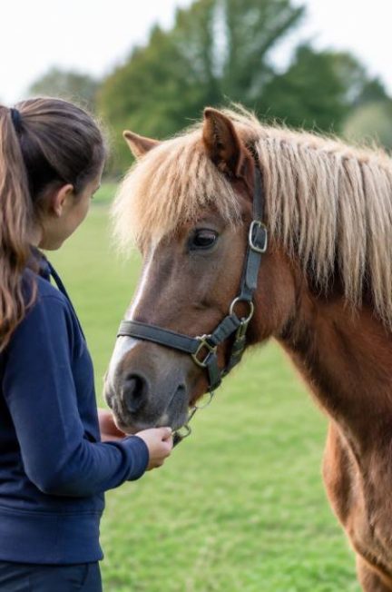Comment chercher un poney : conseils pour trouver le compagnon idéal