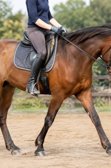 Cheval cagneux : causes, conséquences et solutions pour améliorer sa locomotion