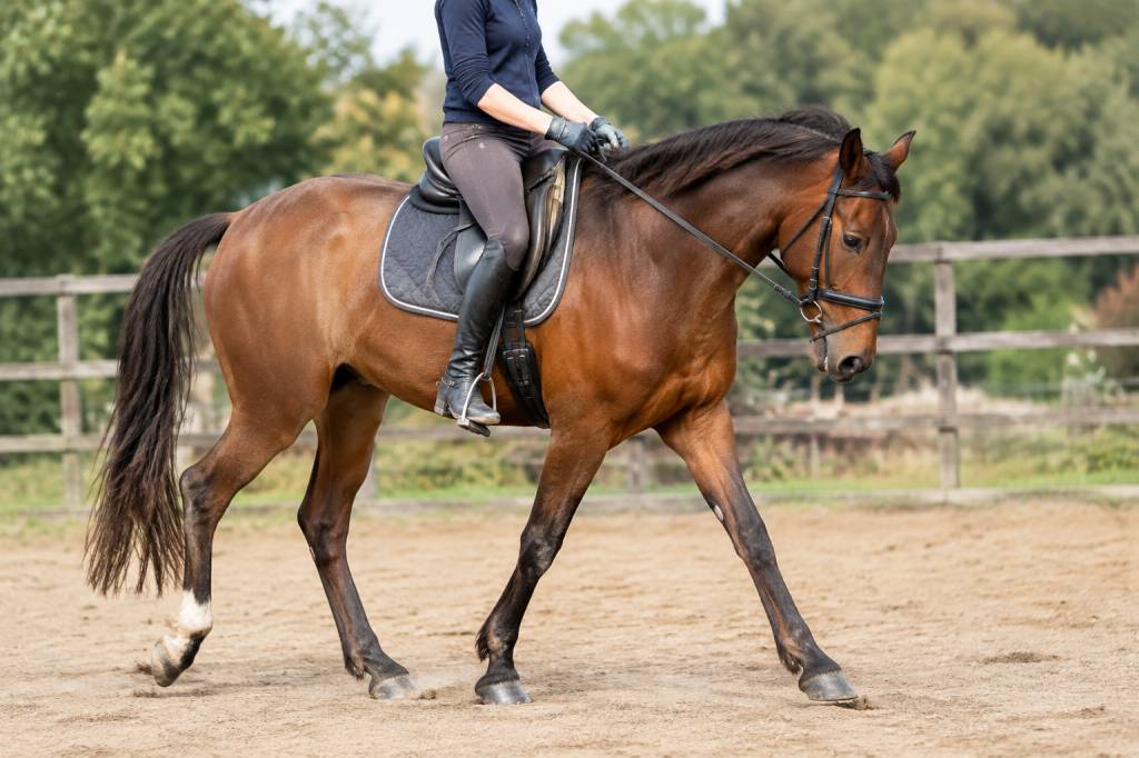 Cheval cagneux : causes, conséquences et solutions pour améliorer sa locomotion