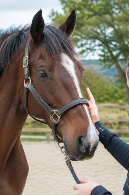 Cheval à vendre 1000 € : comment choisir le bon cheval pour votre budget