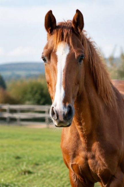 Chevaux à vendre à petit prix : comment trouver le bon compagnon équestre