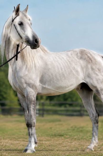 Arabe cheval poids : quel est le poids moyen d’un cheval arabe ?