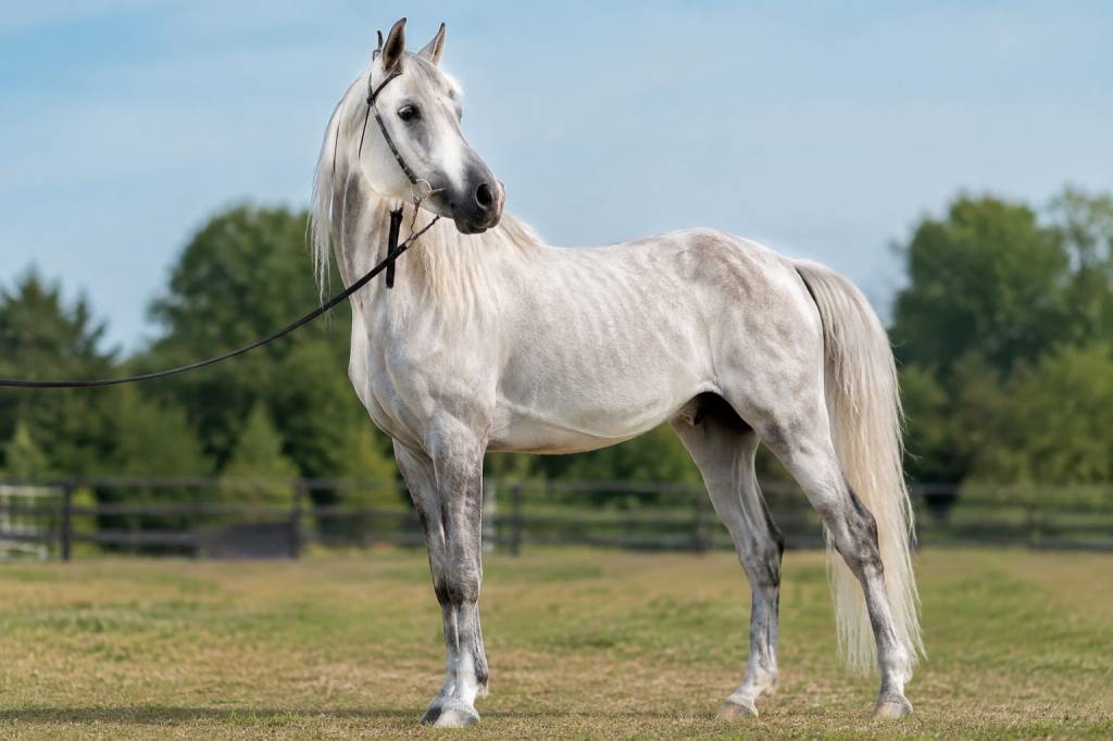 Arabe cheval poids : quel est le poids moyen d’un cheval arabe ?