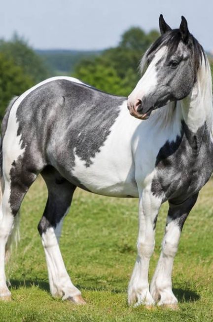 Cheval pie gris : caractéristiques, robe et particularités à connaître