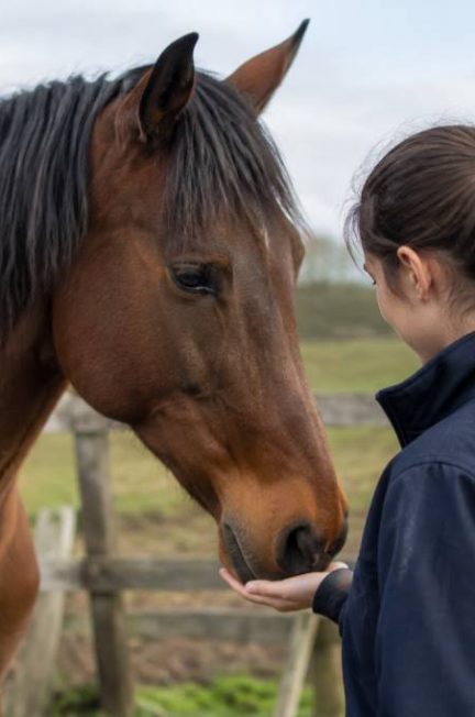 Cheval autiste : comprendre son comportement et l’accompagner au quotidien
